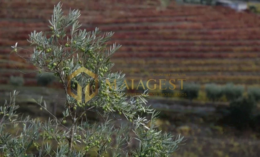 Quinta T4 para Venda em Peso da Régua e Godim Foto 7