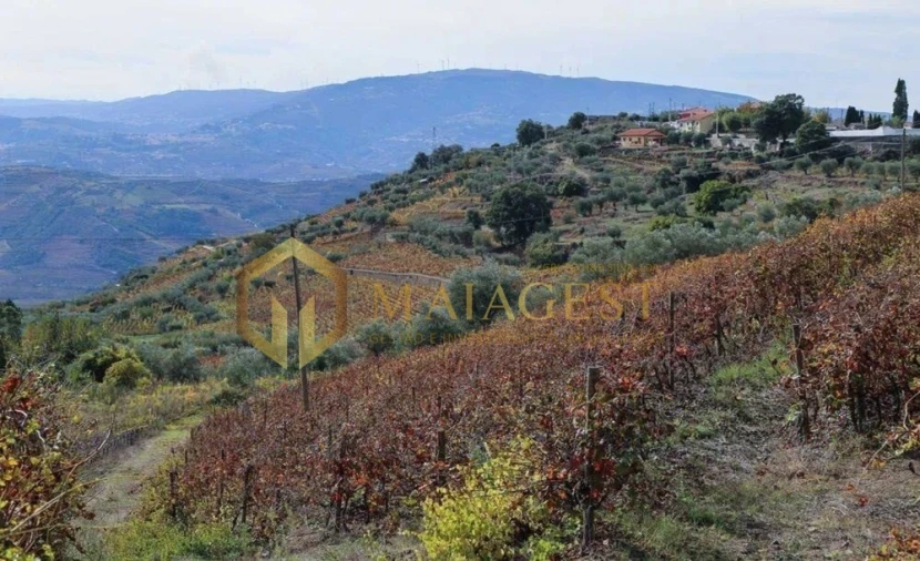 Quinta T4 para Venda em Peso da Régua e Godim Foto 9