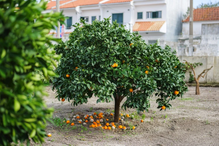 Moradia T2 para Venda em Amora Foto 33