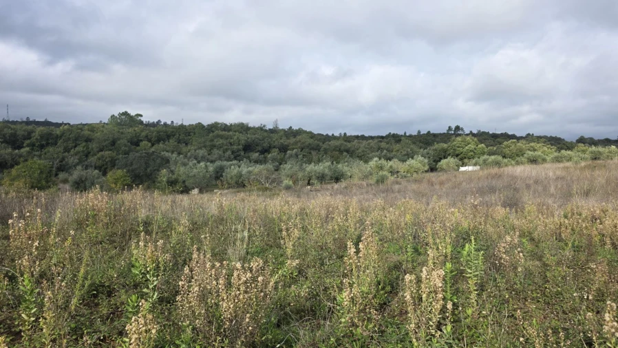 Terreno para Venda em Areias e Pias Foto 4