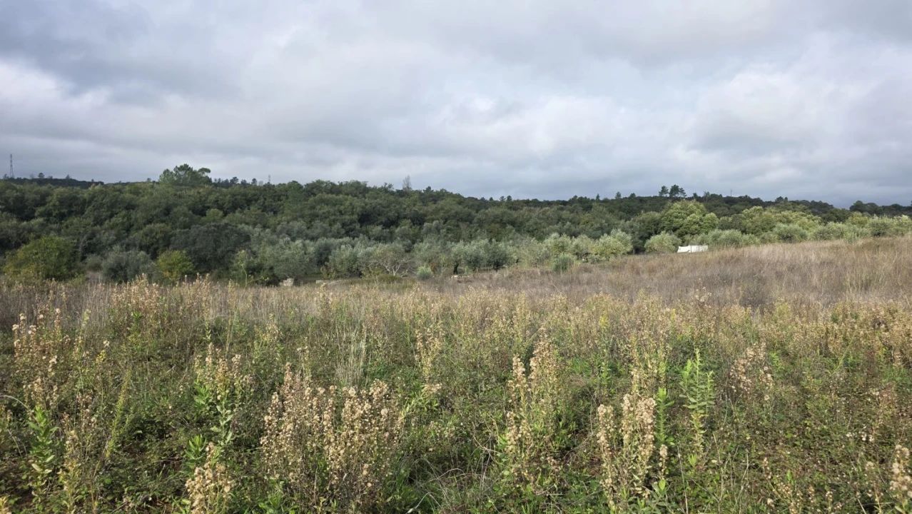 Terreno para Venda em Areias e Pias Foto 4
