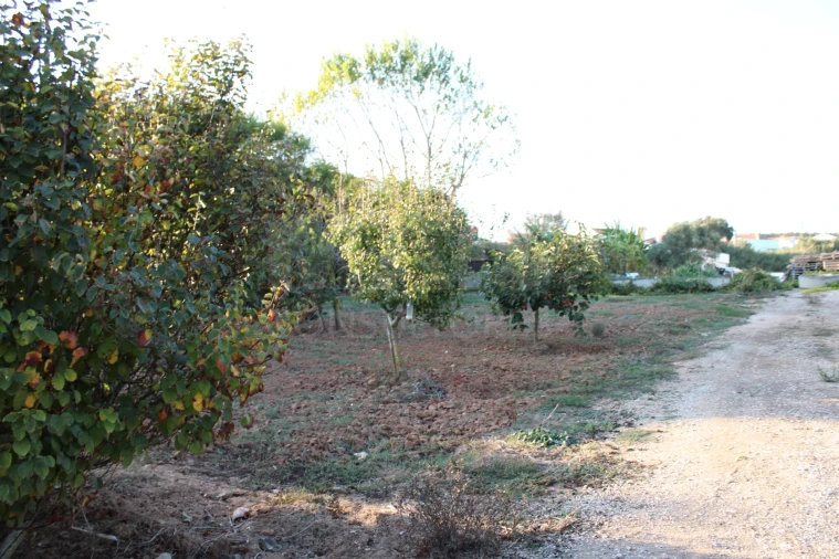 Terreno para Venda em Lourinhã e Atalaia Foto 8