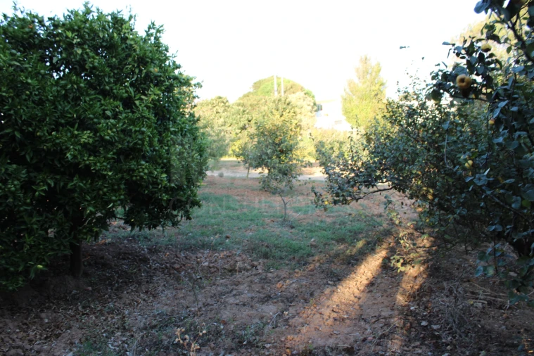 Terreno para Venda em Lourinhã e Atalaia Foto 6