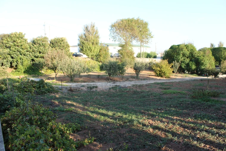 Terreno para Venda em Lourinhã e Atalaia Foto 11
