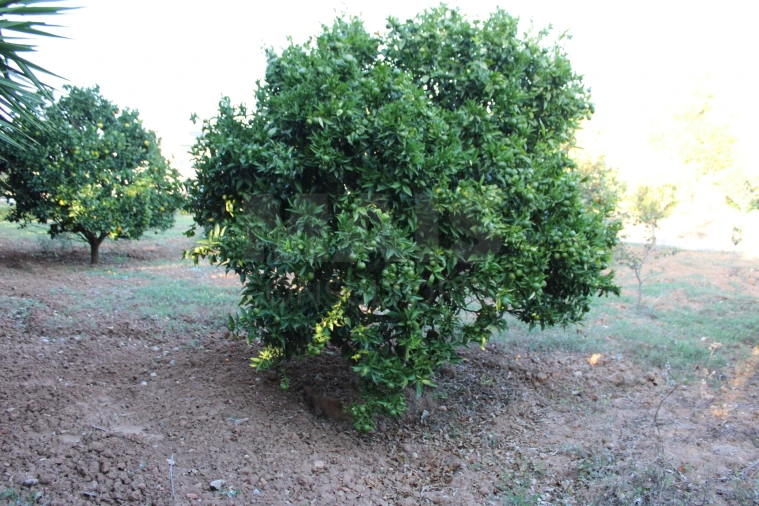 Terreno para Venda em Lourinhã e Atalaia Foto 7