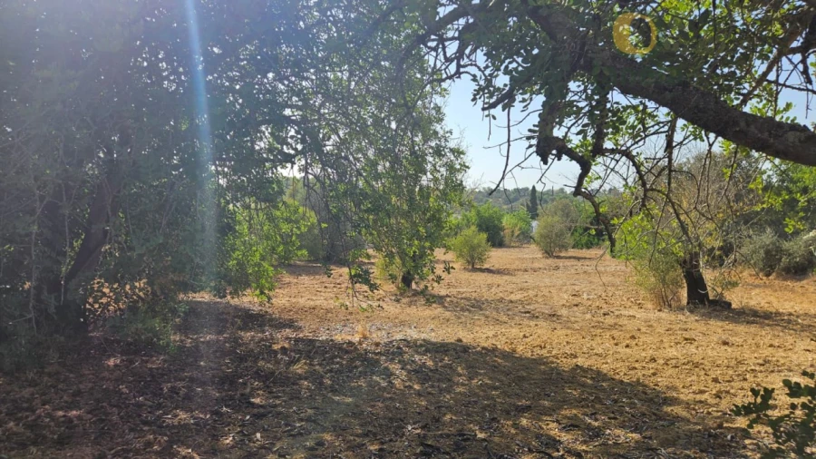 Terreno Agricola ou Rústico para Venda em Moncarapacho e Fuseta Foto 5