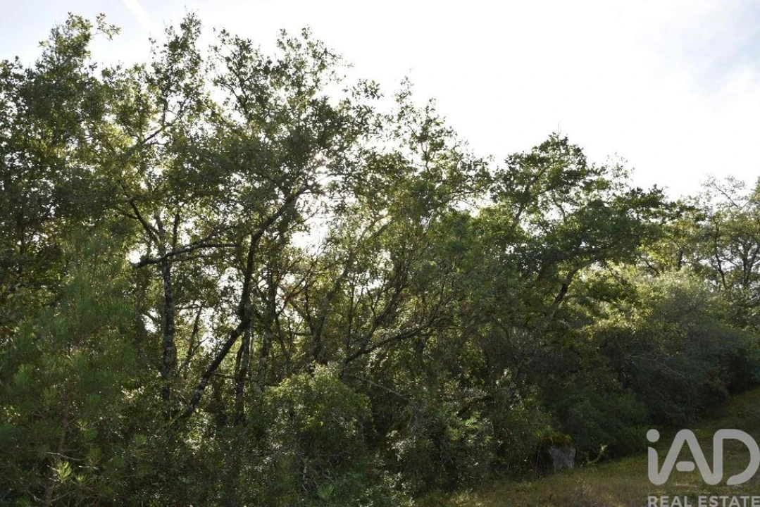 Terreno para Venda em Freixianda, Ribeira do Fárrio e Formigais Foto 28
