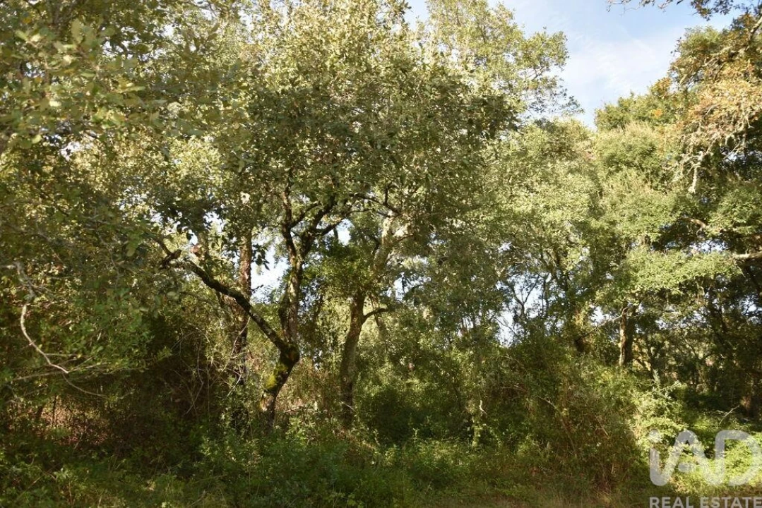 Terreno para Venda em Freixianda, Ribeira do Fárrio e Formigais Foto 23