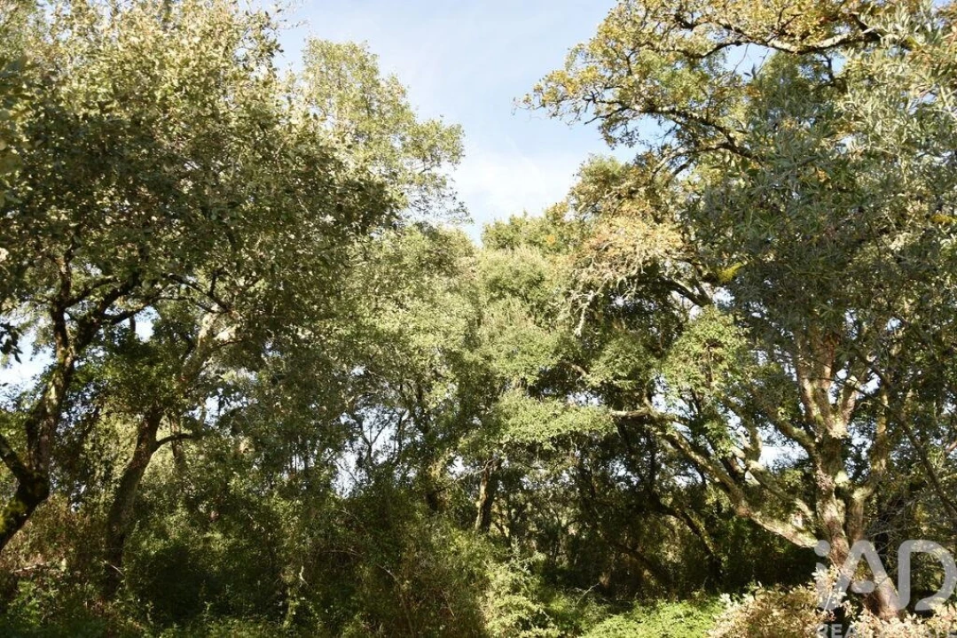 Terreno para Venda em Freixianda, Ribeira do Fárrio e Formigais Foto 24
