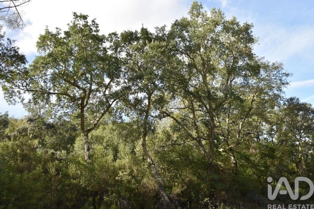 Terreno para Venda em Freixianda, Ribeira do Fárrio e Formigais Foto 29
