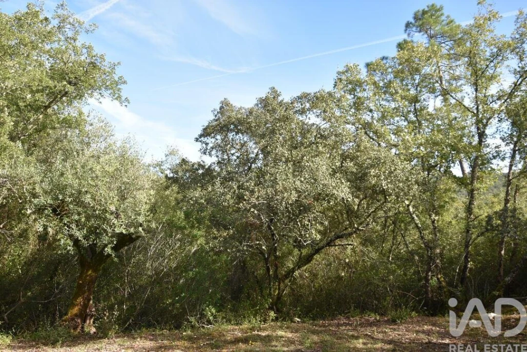 Terreno para Venda em Freixianda, Ribeira do Fárrio e Formigais Foto 26