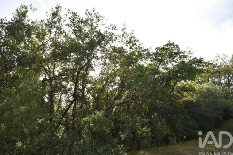 Terreno para Venda em Freixianda, Ribeira do Fárrio e Formigais Foto 28