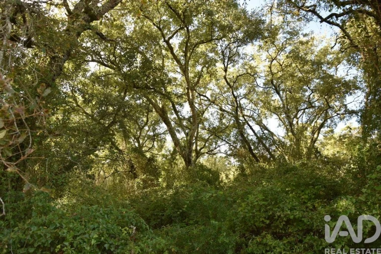Terreno para Venda em Freixianda, Ribeira do Fárrio e Formigais Foto 30