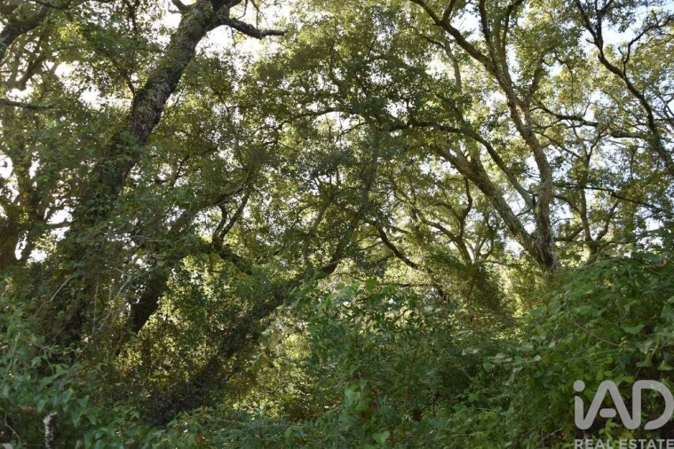Terreno para Venda em Freixianda, Ribeira do Fárrio e Formigais Foto 36