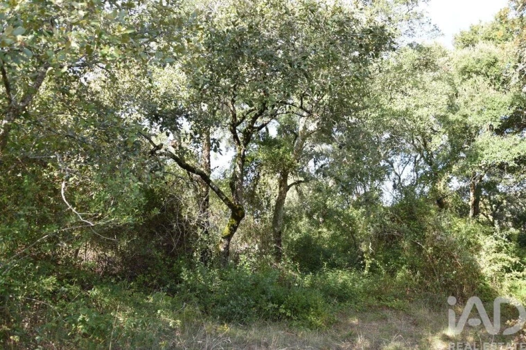 Terreno para Venda em Freixianda, Ribeira do Fárrio e Formigais Foto 22