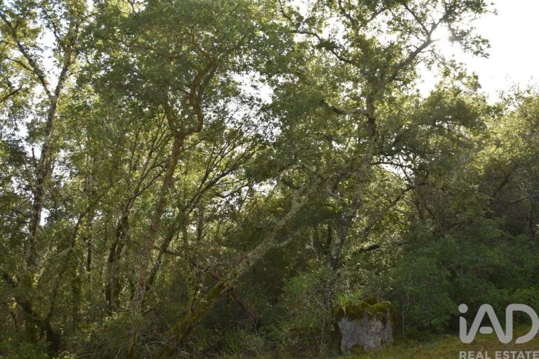 Terreno para Venda em Freixianda, Ribeira do Fárrio e Formigais Foto 27