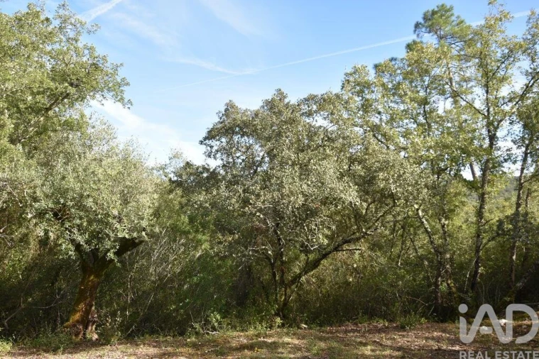 Terreno para Venda em Freixianda, Ribeira do Fárrio e Formigais Foto 26