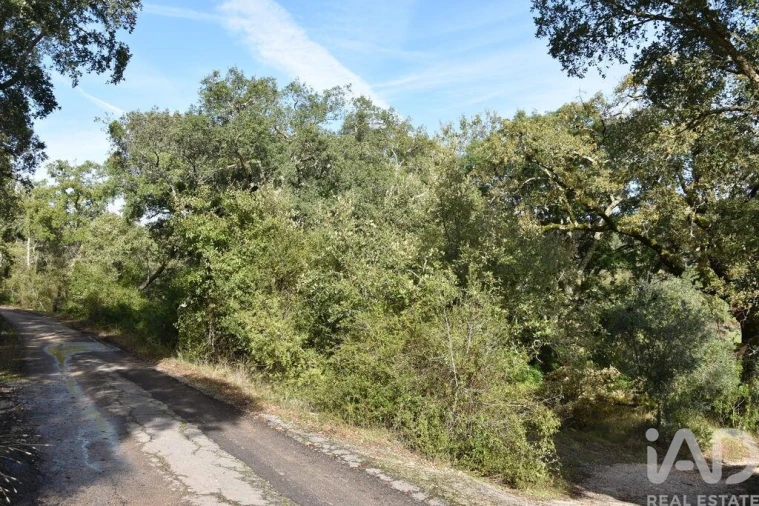 Terreno para Venda em Freixianda, Ribeira do Fárrio e Formigais Foto 39
