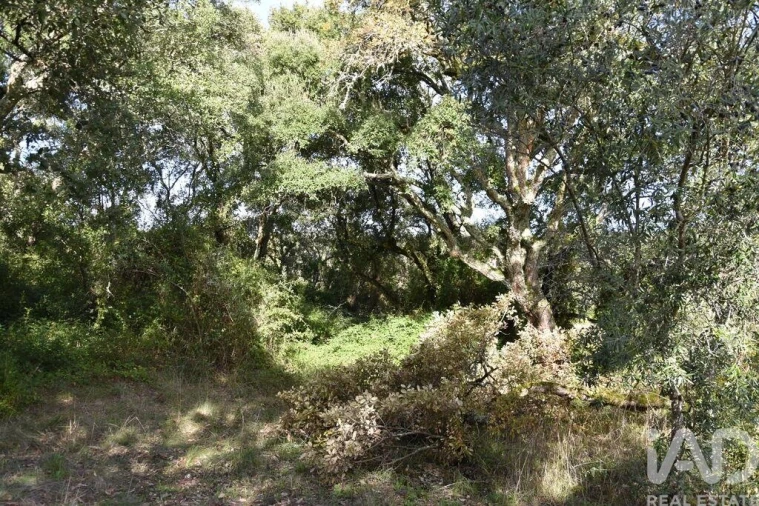 Terreno para Venda em Freixianda, Ribeira do Fárrio e Formigais Foto 21