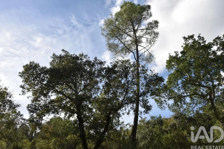 Terreno para Venda em Freixianda, Ribeira do Fárrio e Formigais Foto 31