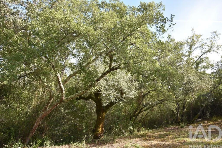 Terreno para Venda em Freixianda, Ribeira do Fárrio e Formigais Foto 25