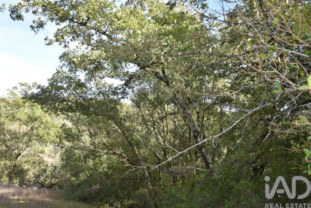 Terreno para Venda em Freixianda, Ribeira do Fárrio e Formigais Foto 38