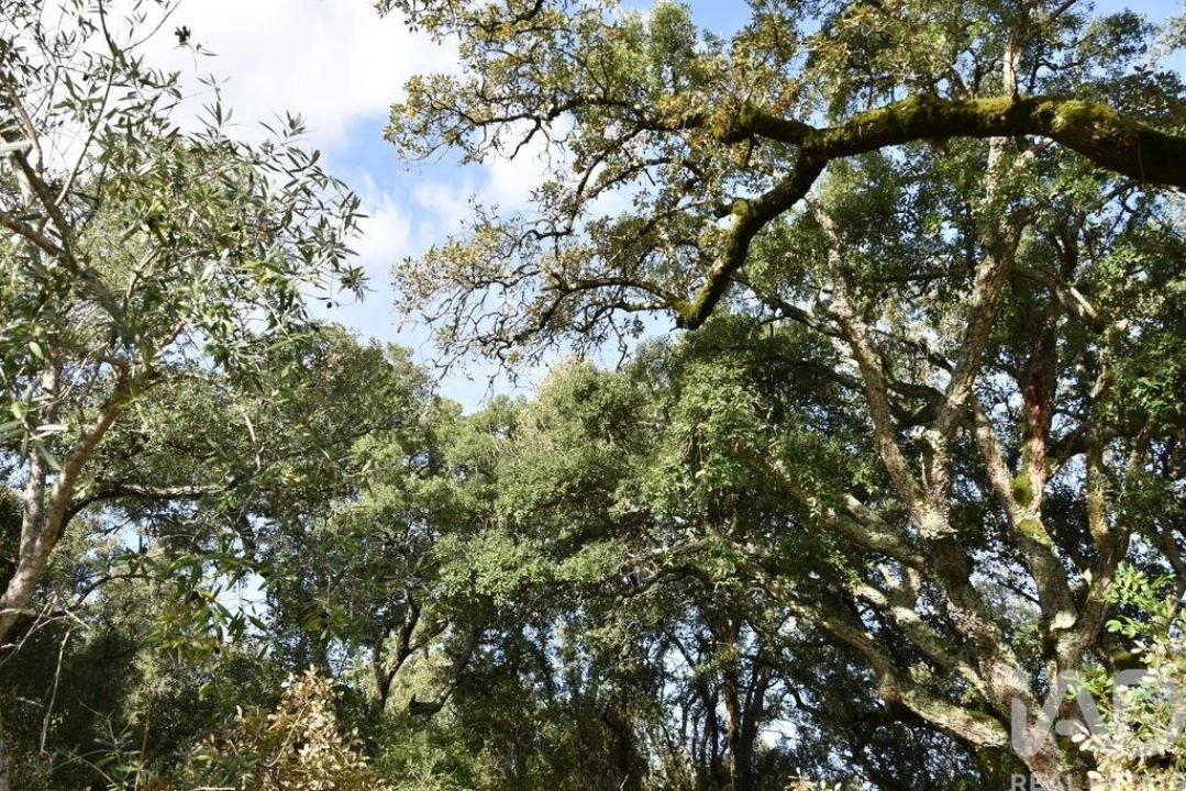 Terreno para Venda em Freixianda, Ribeira do Fárrio e Formigais Foto 35