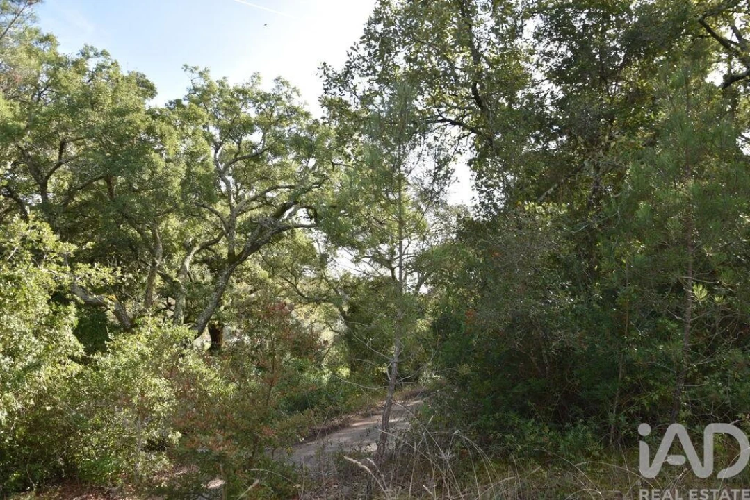 Terreno para Venda em Freixianda, Ribeira do Fárrio e Formigais Foto 33