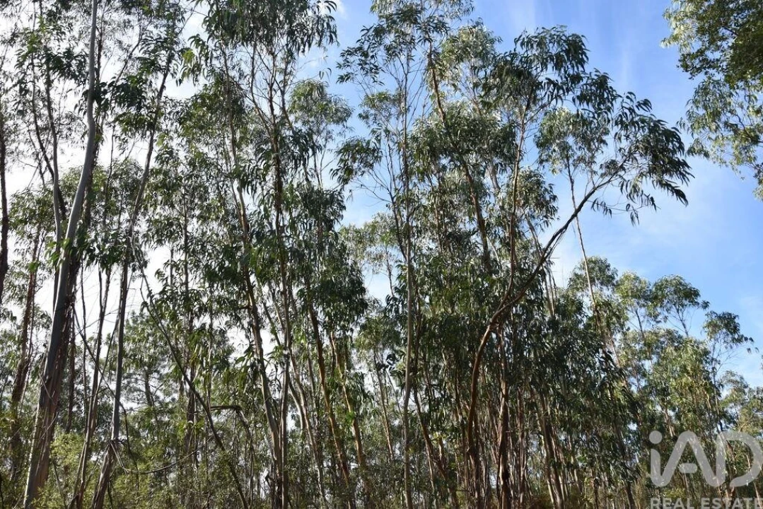 Terreno para Venda em Sabacheira Foto 19