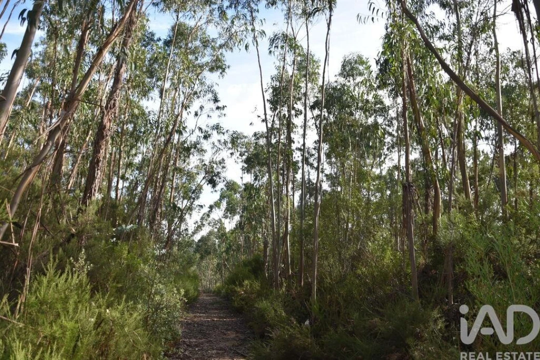 Terreno para Venda em Sabacheira Foto 7