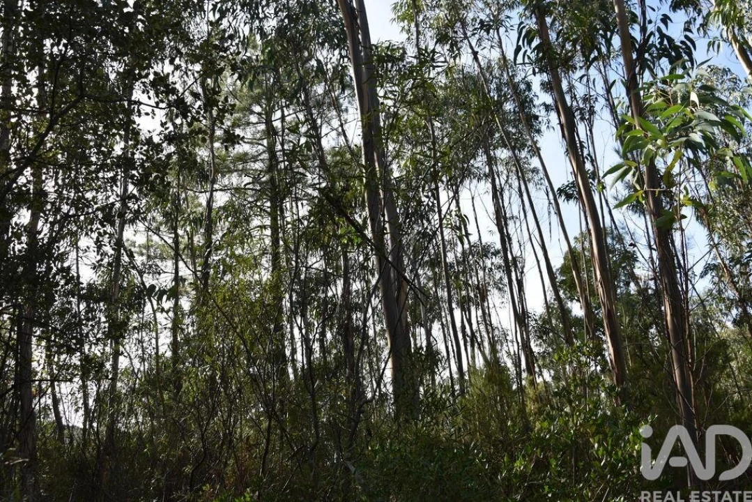 Terreno para Venda em Sabacheira Foto 27