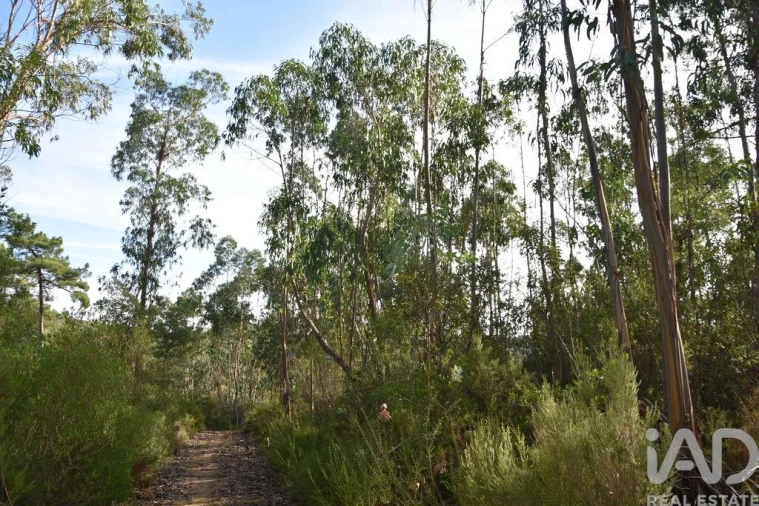 Terreno para Venda em Sabacheira Foto 13