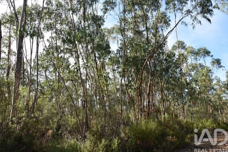 Terreno para Venda em Sabacheira Foto 18