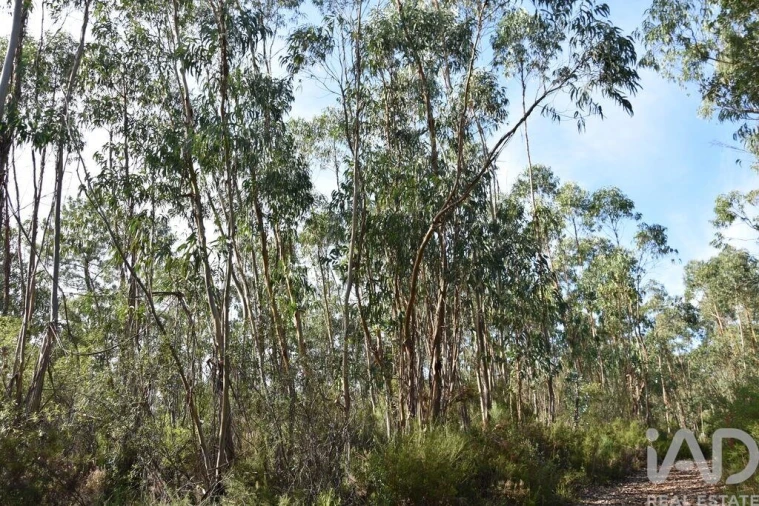 Terreno para Venda em Sabacheira Foto 20