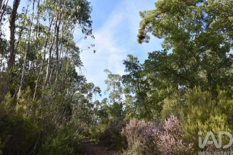 Terreno para Venda em Sabacheira Foto 2