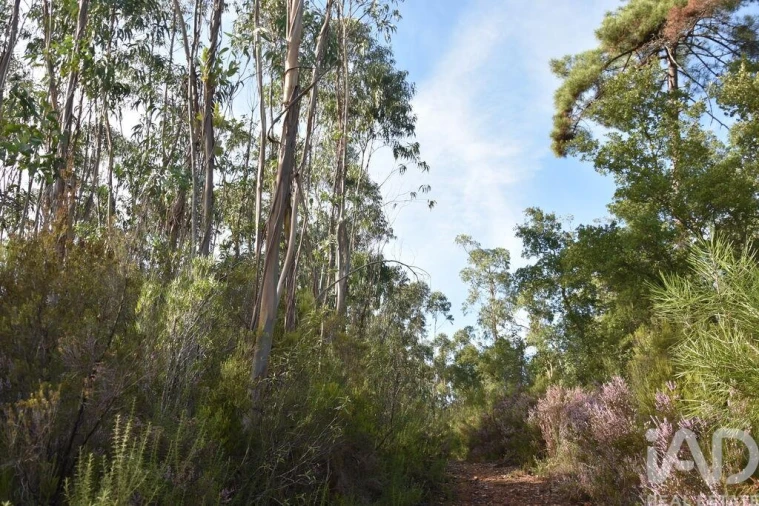 Terreno para Venda em Sabacheira Foto 3