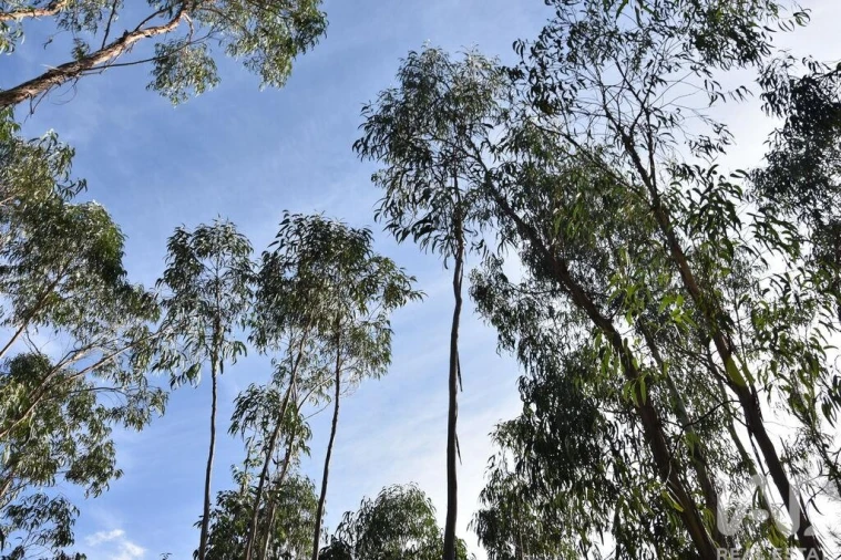 Terreno para Venda em Sabacheira Foto 28