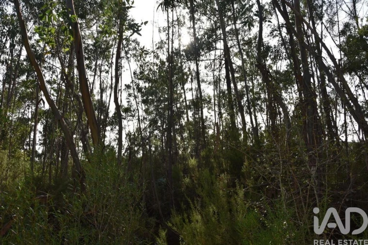 Terreno para Venda em Sabacheira Foto 14