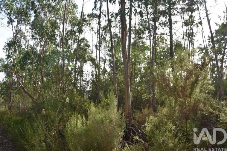 Terreno para Venda em Sabacheira Foto 15