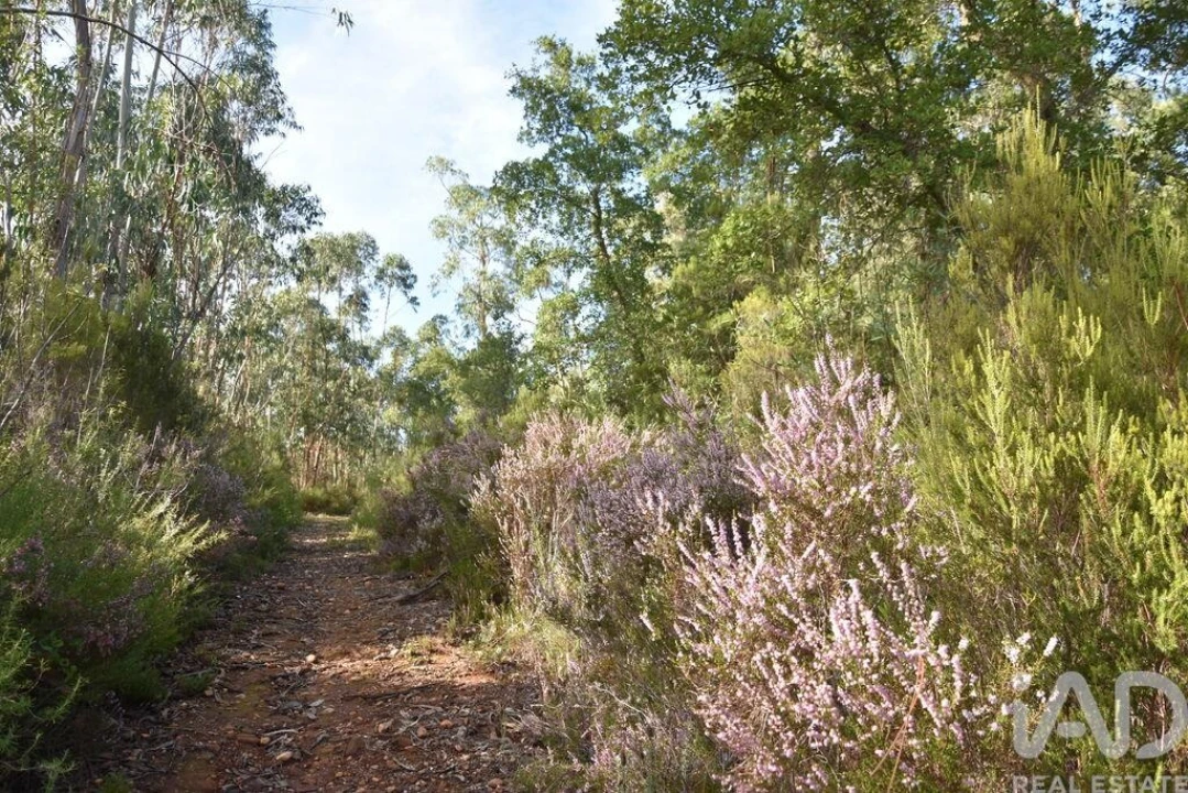 Terreno para Venda em Sabacheira Foto 33
