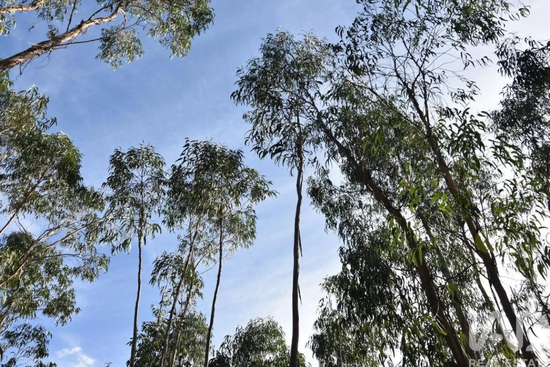 Terreno para Venda em Sabacheira Foto 28