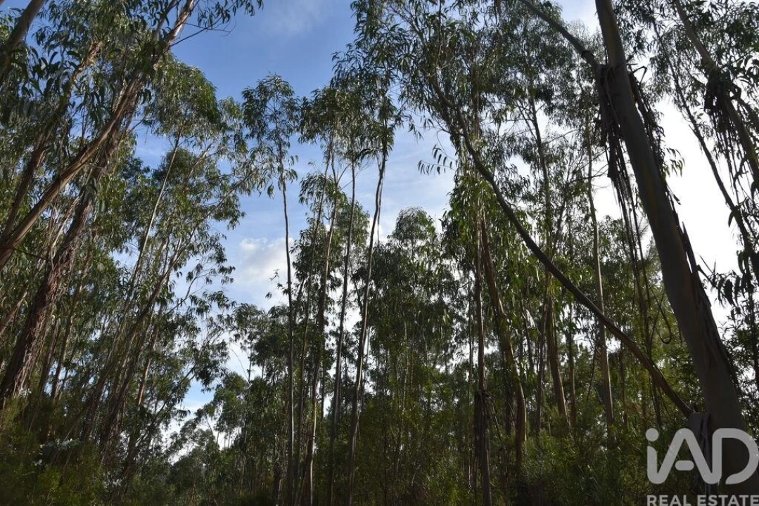 Terreno para Venda em Sabacheira Foto 29
