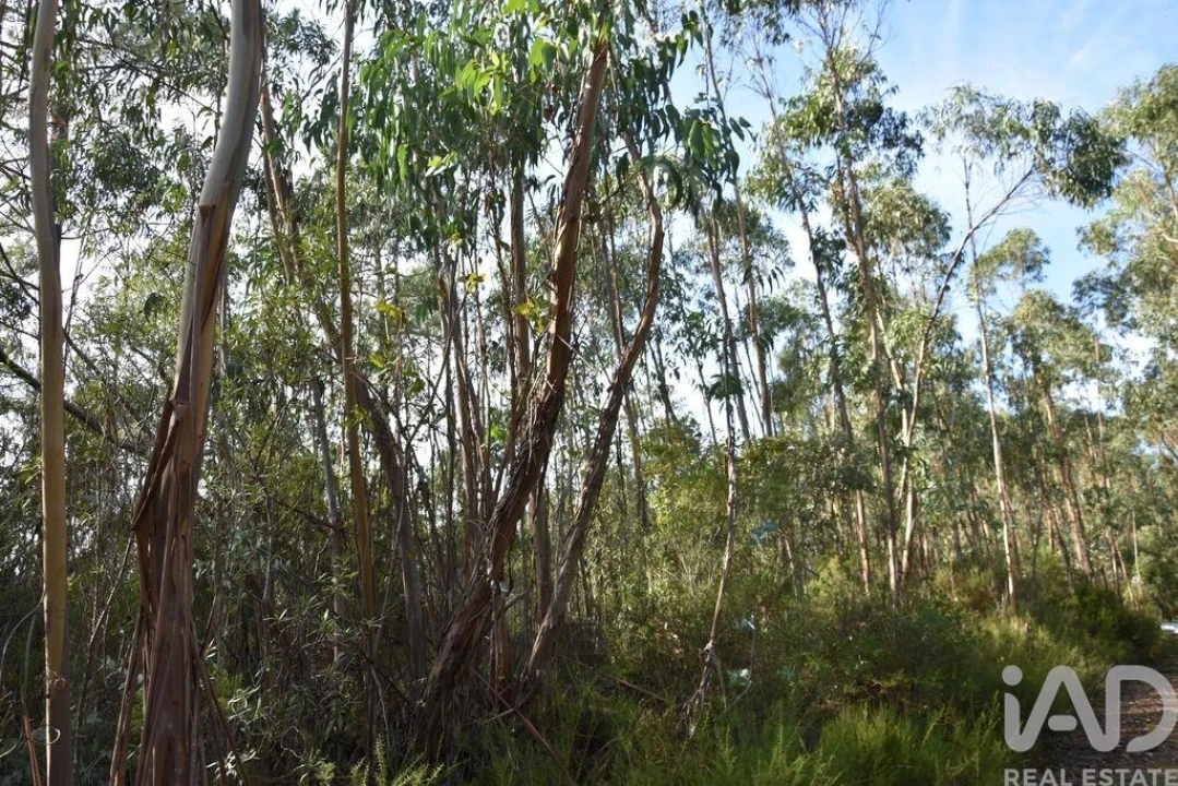 Terreno para Venda em Sabacheira Foto 12
