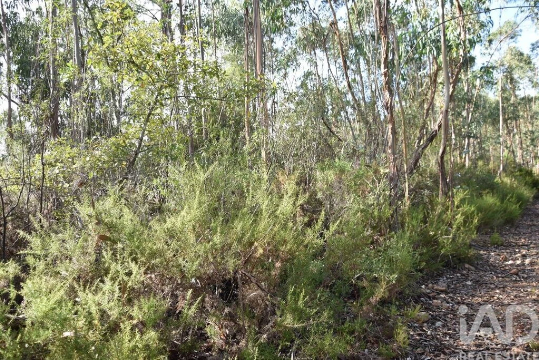 Terreno para Venda em Sabacheira Foto 9