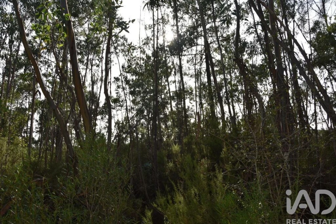 Terreno para Venda em Sabacheira Foto 14