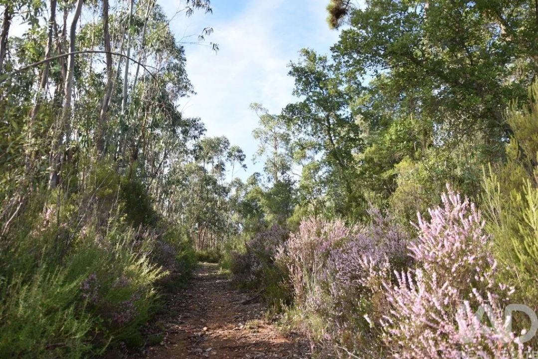 Terreno para Venda em Sabacheira Foto 1