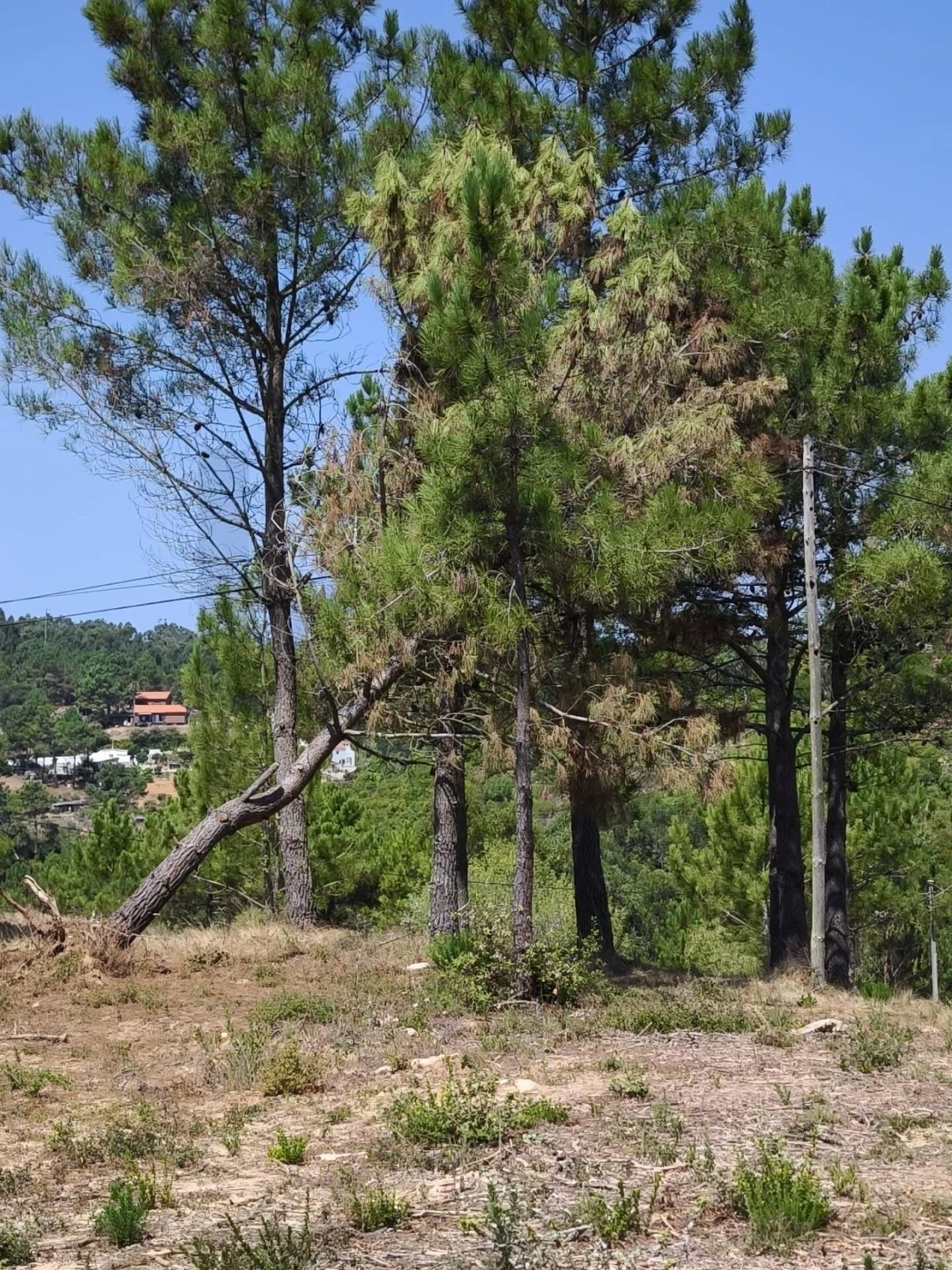 Terreno para Venda em Mafra Foto 12