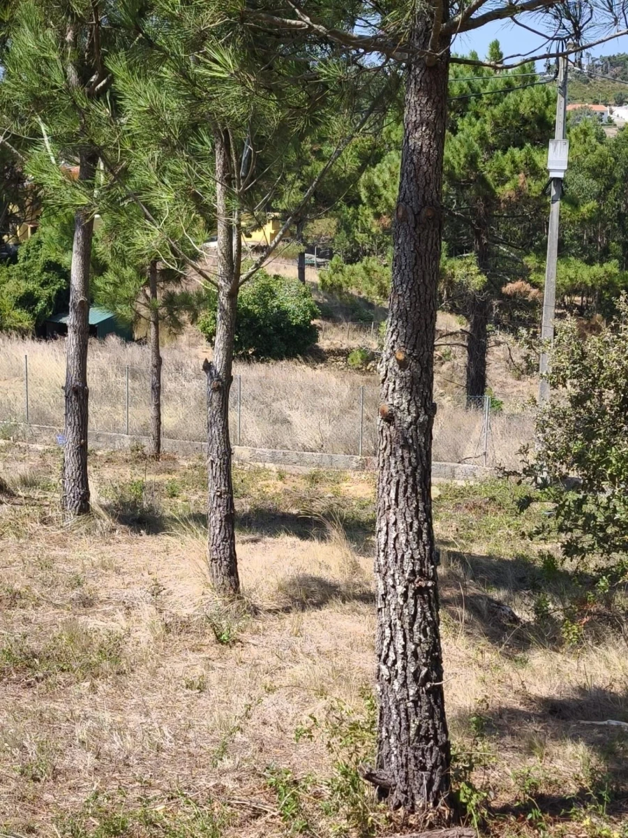 Terreno para Venda em Mafra Foto 17