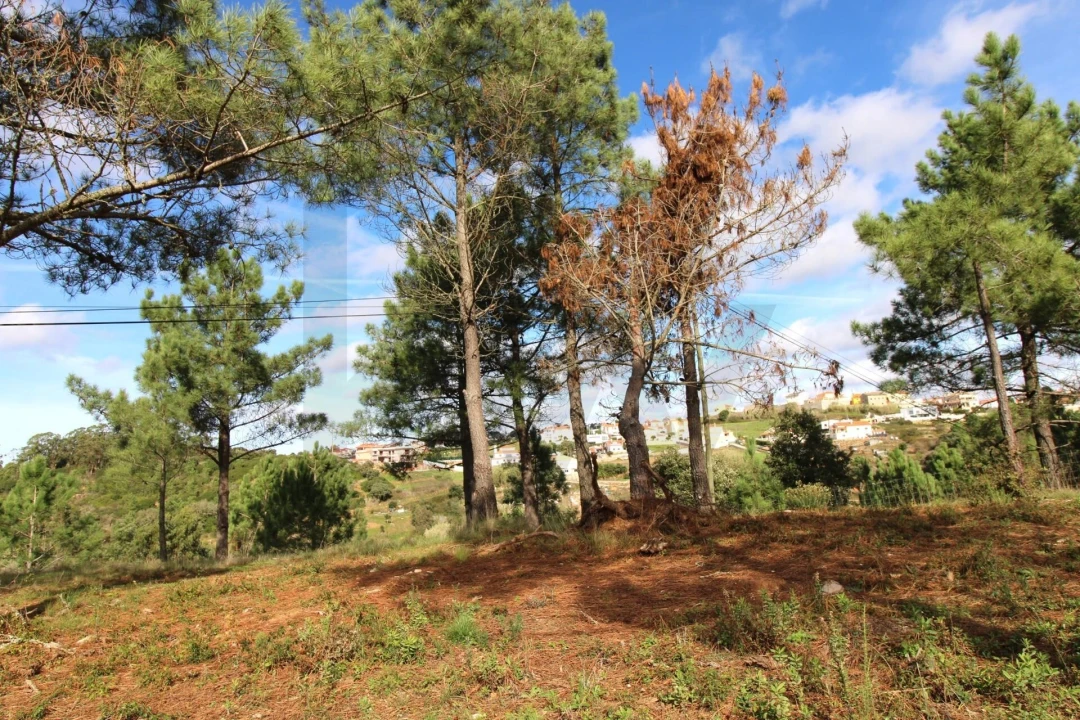 Terreno para Venda em Mafra Foto 26