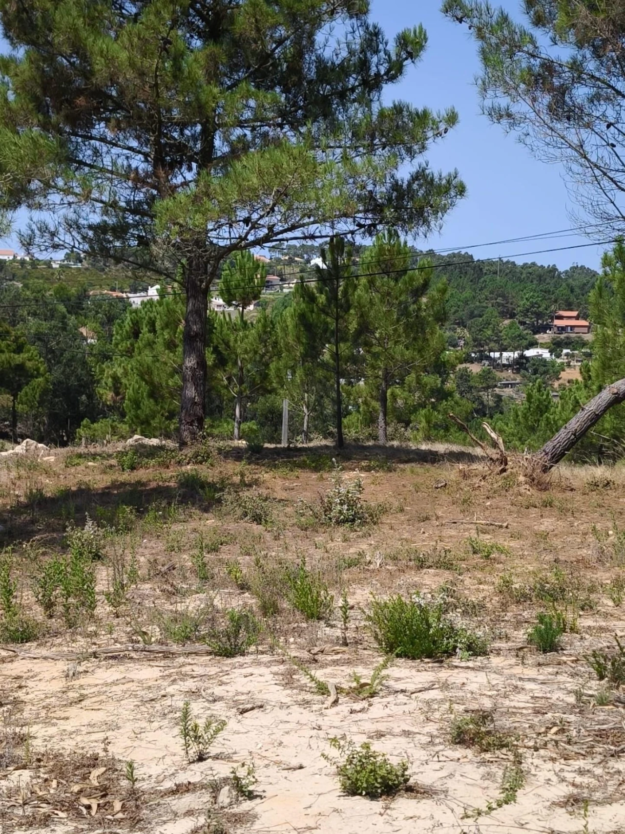 Terreno para Venda em Mafra Foto 22
